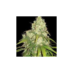 Afghan Kush x Yumbolt (3 semillas) feminizadas de World of Seeds...