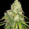Afghan Kush x Yumbolt (3 semillas) feminizadas de World of Seeds...