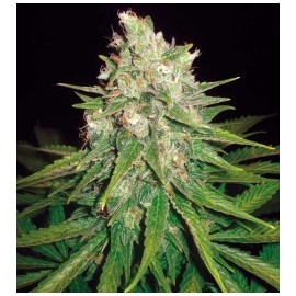 Mazar x Great White Shark (3 semillas)