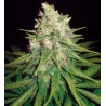 Mazar x Great White Shark (3 semillas)