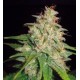Mazar x White Rhino (3 semillas)