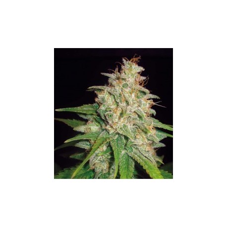 Semillas Mazar x White Rhino