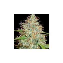 Afghan Kush x Skunk (3 semillas) feminizadas de World of Seeds en...