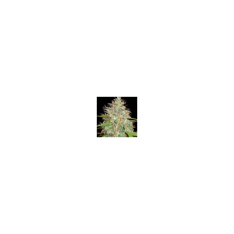 Afghan Kush x Skunk (3 semillas) feminizadas de World of Seeds en...