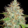 Afghan Kush x Skunk (3 semillas) feminizadas de World of Seeds en...