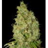 Northern light x Skunk (3 semillas)