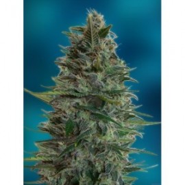 Semillas Auto Blue Diesel