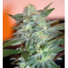 Yumbolt 47 (3 semillas) feminizadas de World of Seeds