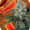 Syrup auto autoflorecientes de Buddha Seeds