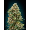 Auto Skunk 47