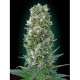 Semillas Auto Heavy Bud