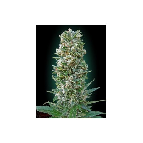 Semillas Auto Heavy Bud