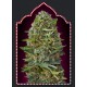 Semillas Caramel Kush de 00 Seeds