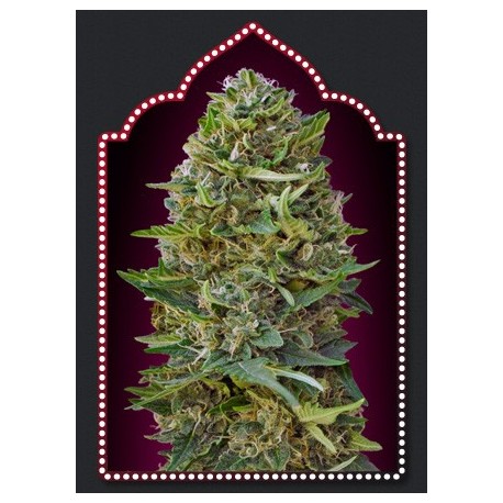 Semillas Caramel Kush de 00 Seeds