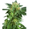 Snow Ryder Auto (3 semillas)