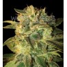 Sugar mango Ryder (3 semillas)