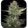 Red Dwarf autoflorecientes de Buddha Seeds