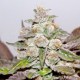 Mendocino Purple Kush (3 semillas)