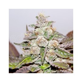 Semllas Feminizadas Mendocino Purple Kush