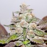Mendocino Purple Kush (3 semillas)