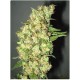 Semillas Doble Jack de Professional Seeds