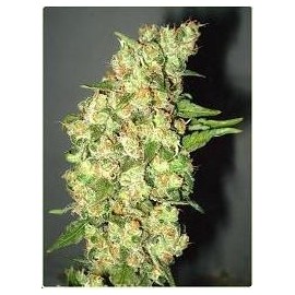 Semillas Doble Jack de Professional Seeds