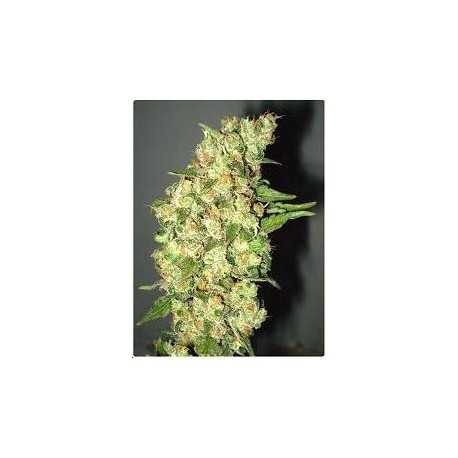 Semillas Doble Jack de Professional Seeds