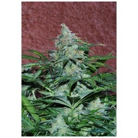 Semillas Amnesia Auto