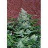 Amnesia Auto (3 semillas)