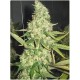 Pure Power Plant (3 semillas)