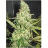 Pure Power Plant (3 semillas)