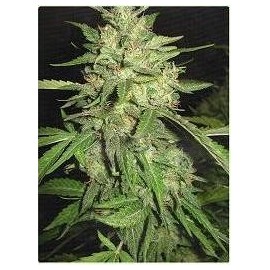 Semillas de marihuana Widow