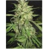Widow (3 semillas)