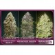 Feminized Collection 1 de Advanced Seeds