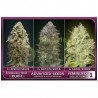 Feminized Collection 1 (6 semillas)