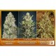 Feminized Collection 2 de Advanced Seeds