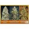 Feminized Collection 2 (6 semillas)