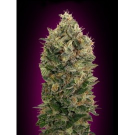 Semillas Auto Blue Diesel