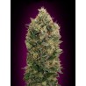 Auto Black Diesel