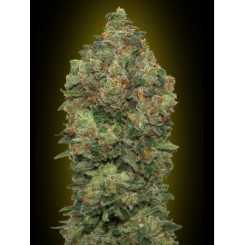 Semillas Auto Critical Soma