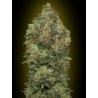 Auto Critical Soma