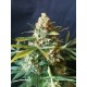 Mami Blue (6 semillas)