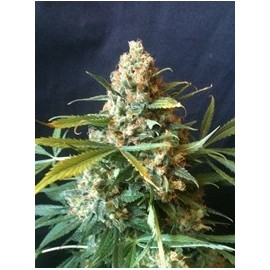 Mami Blue (6 semillas)