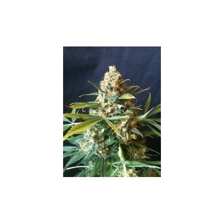 Mami Blue (6 semillas)