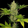 Blue Cheese Auto de Barney's Farm