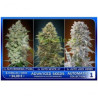 Automatic Collection 4 (6 semillas) autoflorecientes de Advanced Seeds