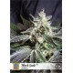 Semillas de marihuana Black Jack