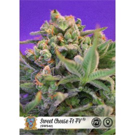 Sweet Cheese F1