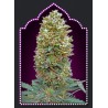 Auto Bubble Gum