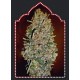 Semillas Automatik Collection 1 de 00 Seeds